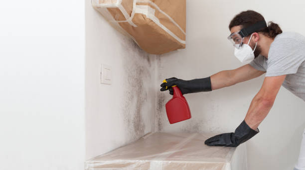Basement Mold Remediation treatment on basement walls in Bozman